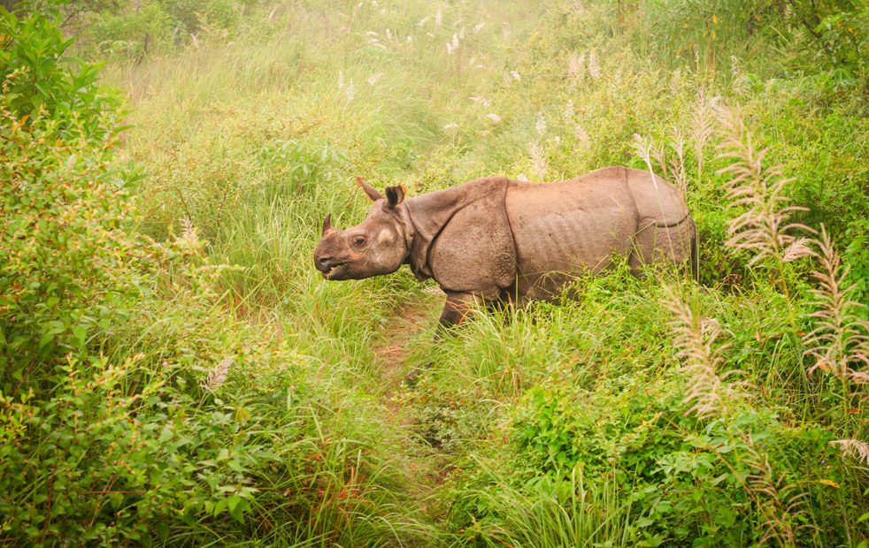 Chitwan nosorožec India