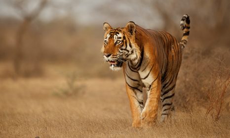 Tygří a ostatní fauna Indie
