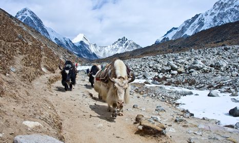 Trek v okolí Kanchenchongy Nepál