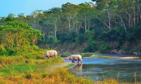 Nosorožci v NP Chitwan Nepál