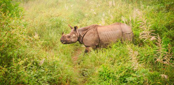 Dovolená v Nepálu - Národní park Chitwan