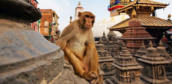 Káthmándú -Swayambhunath (Opičí chrám)