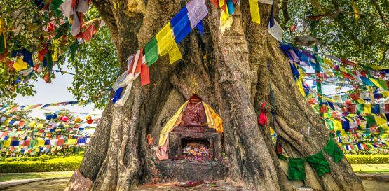 Lumbini, rodiště Buddhy - posvátný strom 