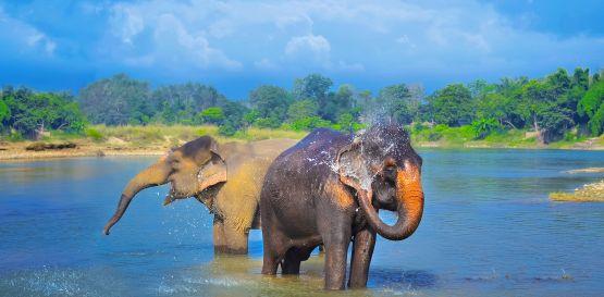 Národní park Chitwan - Sloni v Chitwan