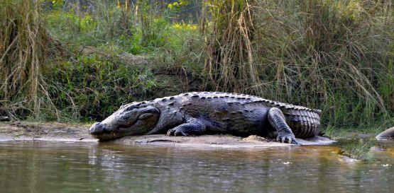 Národní park Chitwan - krokodýli