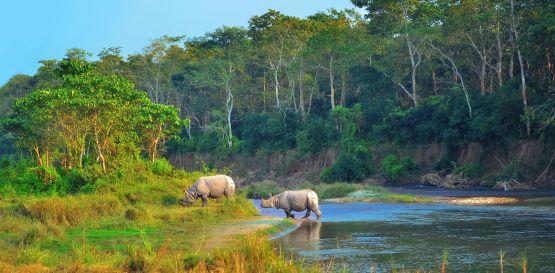 Národní park Chitwan - Nosorozči v NP Chitwan