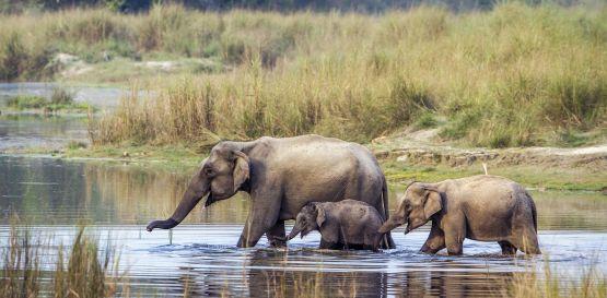 Národní park Chitwan - Sloni v Chitwan