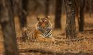 Pozorování tygrů v Ranthambore