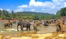 Sloni v národním parku Uda Walawe