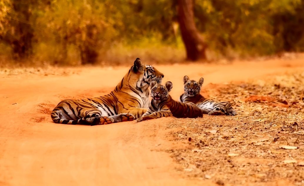 Pozorování tygrů v Ranthambore