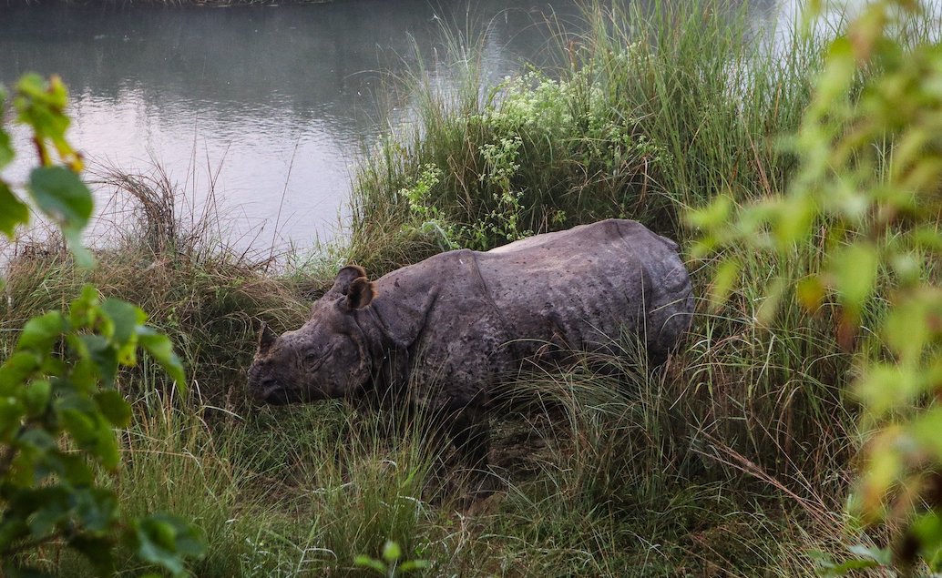 Nosorožci v Národním parku Chitwan