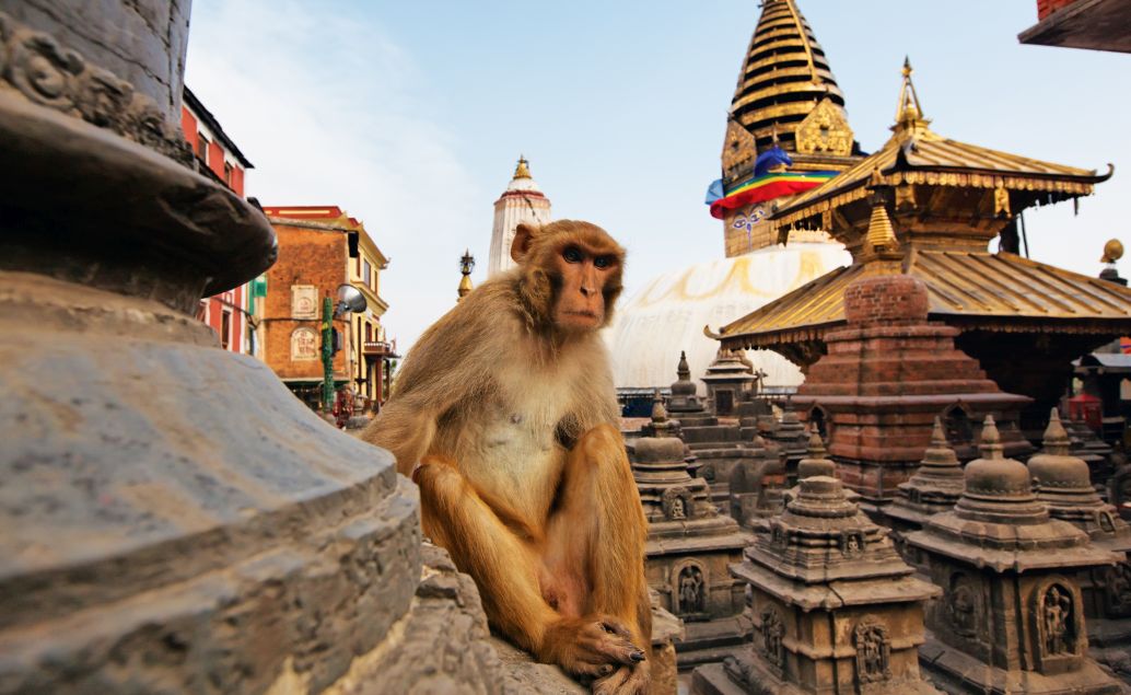 Opičí chrám 